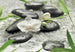 Komar Pure Papier Peint 368x254cm | yourdeclineoration.com