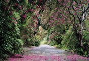 Komar Wicklow Park Papier Peint 368x254cm | yourdeclineoration.com