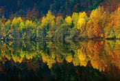 Wizard+Genius Autumn Forest Lake Papier Peint Intissé 384x260cm 8 bandes | yourdeclineoration.com