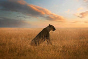 Wizard+Genius Lioness Papier Peint Intissé 384x260cm 8 bandes | yourdeclineoration.com