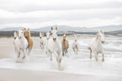 Komar White Horses Papier Peint 368x254cm | yourdeclineoration.com