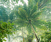 Komar Climber Canopy Intisse Papier Peint 300x250cm 3 bandes | yourdeclineoration.com
