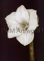 PGM FTP 17 Prades Fabregat Bora Bora Flower II Affiche Art 50x70cm | yourdeclineoration.com