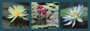 PGM PDL 33 Laurent Pinsard Nenuphars Affiche Art 95x33cm | yourdeclineoration.com