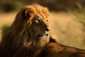 Dimex Lion Papier Peint 375x250cm 5 bandes | yourdeclineoration.com