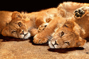 Dimex Young Lions Papier Peint 375x250cm 5 bandes | yourdeclineoration.com