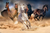 Grupo Erik GPE5031 Five Horses Affiche 91,5X61cm | yourdeclineoration.com
