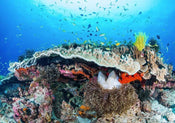 Komar Coral Reef Papier Peint Intissé 400x280cm 8 bandes | yourdeclineoration.com