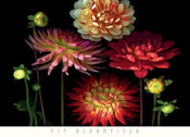 Pip Bloomfield  Dahlia Garden affiche art 91x66cm | yourdeclineoration.com
