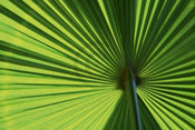 Ortwin Klipp  Leaf 1 affiche art 70x50cm | yourdeclineoration.com