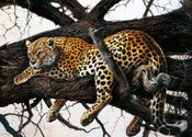 Renato Casaro  Laziness affiche art 70x50cm | yourdeclineoration.com