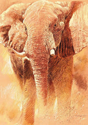 Renato Casaro  Elefant Study affiche art 70x100cm | yourdeclineoration.com