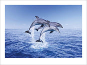 Pyramid Dolphin Trio affiche art 30x40cm | yourdeclineoration.com