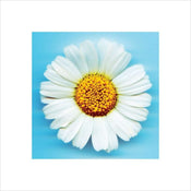 Pyramid Big Daisy affiche art 40x40cm | yourdeclineoration.com