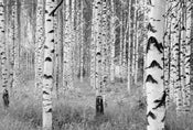 Komar Woods Papier Peint Intissé 368x248cm | yourdeclineoration.com