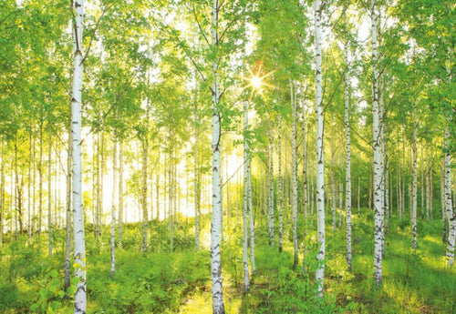 Komar Sunday Papier Peint Intissé National Geographic 368x248cm | yourdeclineoration.com