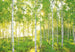 Komar Sunday Papier Peint Intissé National Geographic 368x248cm | yourdeclineoration.com