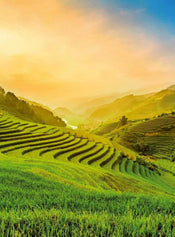 Wizard+Genius Terraced Rice Field In Vietnam Papier Peint Intissé 192x260cm 4 bandes | yourdeclineoration.com