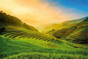 Wizard+Genius Terraced Rice Field In Vietnam Papier Peint Intissé 384x260cm 8 bandes | yourdeclineoration.com