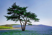 Wizard+Genius Tree in Blue Flower Field in Japan Papier Peint Intissé 384x260cm 8 bandes | yourdeclineoration.com