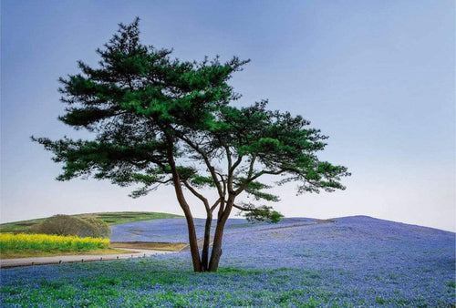 Wizard+Genius Tree in Blue Flower Field in Japan Papier Peint Intissé 384x260cm 8 bandes | yourdeclineoration.com
