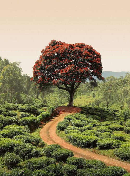 Wizard+Genius Red Tree And Hills In Sri Lanka Papier Peint Intissé 192x260cm 4 bandes | yourdeclineoration.com