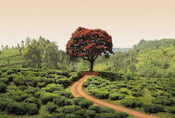 Wizard+Genius Red Tree and Hills in Sri Lanka Papier Peint Intissé 384x260cm 8 bandes | yourdeclineoration.com