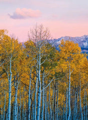 Wizard+Genius Birches And Mountains Papier Peint Intissé 192x260cm 4 bandes | yourdeclineoration.com