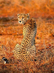 Wizard+Genius Leopard Safari Papier Peint Intissé 192x260cm 4 bandes | yourdeclineoration.com