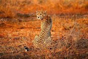 Wizard+Genius Leopard Safari Papier Peint Intissé 384x260cm 8 bandes | yourdeclineoration.com