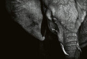 Wizard+Genius Beautiful Elephant Papier Peint Intissé 384x260cm 8 bandes | yourdeclineoration.com