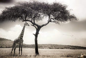 Wizard+Genius Giraffe Safari Papier Peint Intissé 384x260cm 8 bandes | yourdeclineoration.com