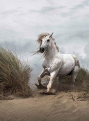 Wizard+Genius White Wild Horse Papier Peint Intissé 192x260cm 4 bandes | yourdeclineoration.com