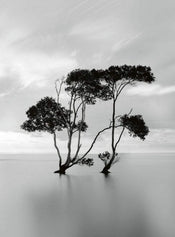 Wizard+Genius Trees In The Still Water Papier Peint Intissé 192x260cm 4 bandes | yourdeclineoration.com