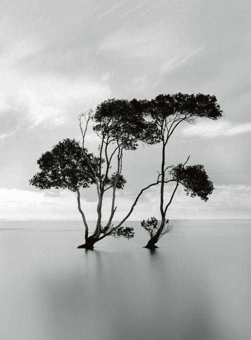 Wizard+Genius Trees In The Still Water Papier Peint Intissé 192x260cm 4 bandes | yourdeclineoration.com