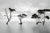 Wizard+Genius Trees in the Still Water Papier Peint Intissé 384x260cm 8 bandes | yourdeclineoration.com