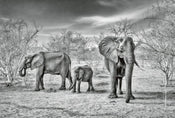 Wizard+Genius Elephant Family Papier Peint Intissé 384x260cm 8 bandes | yourdeclineoration.com