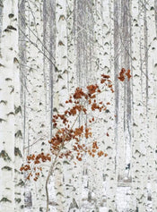 Wizard+Genius White Birch Forest Papier Peint Intissé 192x260cm 4 bandes | yourdeclineoration.com