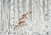 Wizard+Genius White Birch Forest Papier Peint Intissé 384x260cm 8 bandes | yourdeclineoration.com