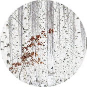 Wizard+Genius White Birch Forest Papier Peint Intissé 140x140cm rond | yourdeclineoration.com