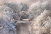Wizard+Genius Frozen Forrest Papier Peint Intissé 384x260cm 8 bandes | yourdeclineoration.com