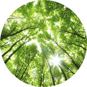 Wizard+Genius Sunny Forest Papier Peint Intissé 140x140cm rond | yourdeclineoration.com