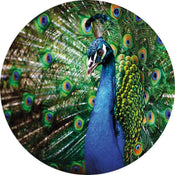 Wizard+Genius Beautiful Peacock Papier Peint Intissé 140x140cm rond | yourdeclineoration.com