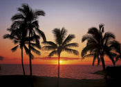 Komar Hawaii Papier Peint 368x254cm | yourdeclineoration.com