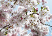 Komar Spring Papier Peint National Geographic 368x254cm | yourdeclineoration.com