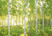 Komar Sunday Papier Peint National Geographic 368x254cm | yourdeclineoration.com