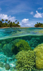 Dimex Coral Reef Papier Peint 150x250cm 2 bandes | yourdeclineoration.com