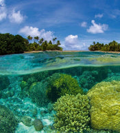 Dimex Coral Reef Papier Peint 225x250cm 3 bandes | yourdeclineoration.com