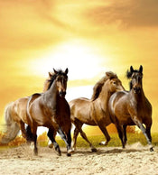 Dimex Horses in Sunset Papier Peint 225x250cm 3 bandes | yourdeclineoration.com