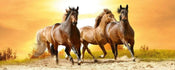 Dimex Horses in Sunset Papier Peint 375x150cm 5 bandes | yourdeclineoration.com